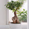 Plant in a Box - Ficus Ginseng - Set van 2 - Japanse Bonsai Kamerplanten - Pot 15cm - Hoogte 35-40cm