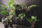 HV Kunstplant - Hangplant -10x22x80cm