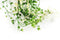 HV Kunstplant - Hangplant -10x22x80cm