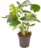 Monstera Deliciosa Struik ↨ 70cm - hoge kwaliteit planten