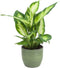 Combibox kamerplanten in Bergamo keramiek – ↨ 25cm – ⌀ 12cm