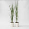 Plant in a Box - Panicum virgatum - Set van 2 - Panicum northwind siergras winterhard - Pot 23cm - Hoogte 40-60cm