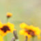 Customize it - Tuinschilderij wildbloemen 70x50cm