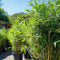 Plant in a Box - Bamboe - Set van 3 - Fargesia nitida 'Black Dragon' - Hoogte 25-40cm - ⌀14cm