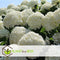 Plant in a Box - Hydrangea arborescens Annabelle - Set van 3 - Populaire tuinplant - Pot 17cm - Hoogte 30-40cm