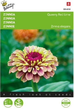 Zinnia Queeny Red Lime (Zinnia elegans)
