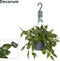 Goed & Groen - Rhipsalis elliptica - ↨ 35cm - Potmaat 17 - Exclusieve Kwaliteit Planten - Kamer Plant - Kamerplanten - Sfeer - Interieur