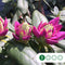 Rhododendron Roseum elegans | Rhododendron 'Roseum elegans' | Bomenbezorgd.nl