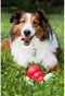 KONG Classic - Snackbal Hondenspeelgoed - Kauwinstinct - Rood - Maat L