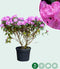 Rhododendron Roseum elegans | Rhododendron 'Roseum elegans' | Bomenbezorgd.nl