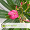 Plant in a Box - Nerium Oleander - Tuinplant - Pot 21cm - Hoogte 80-90cm
