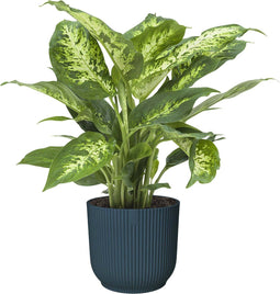 Dieffenbachia in ELHO Vibes Fold sierpot (diepblauw) ↨ 35cm - hoge kwaliteit planten