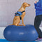 FitPAWS Dierenbalansplatform Trax Peanut 40 cm geel