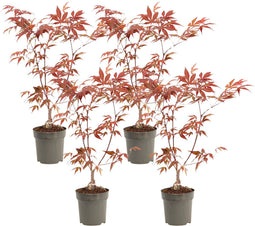 Japanse Esdoorn - Set van 4 - Acer 'Atropurpureum' - Hoogte 25-40cm - ⌀10,5cm - Acer palm. Atropurpureum P10,5 x4