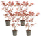 Japanse Esdoorn - Set van 4 - Acer 'Atropurpureum' - Hoogte 25-40cm - ⌀10,5cm - Acer palm. Atropurpureum P10,5 x4