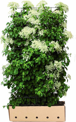 Hydrangea anomala petiolaris 180 cm