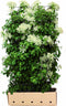 Hydrangea anomala petiolaris 180 cm
