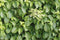 Hydrangea anomala petiolaris 180 cm