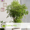 Plant in a Box - Polyscias Fruticosa - Aralia - Artistieke groene kamerplant - Pot 21cm - Hoogte 70-80cm
