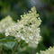 Plant in a Box - Hydrangea paniculata 'Bobo' - Set van 2 - Verkleurende pluimhortensia winterhard - Pot 19cm - Hoogte 25-40cm