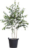 Witte berk meerstammig | Betula utillis | Bomenbezorgd.nl