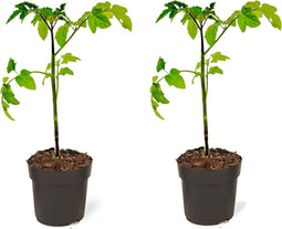 Plant in a Box - TomTato - Set van 2 - Tomaat en Aardappel in één - Unieke Groenteplant - Pot 10.5cm - Hoogte 25-40cm