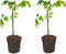 Plant in a Box - TomTato - Set van 2 - Tomaat en Aardappel in één - Unieke Groenteplant - Pot 10.5cm - Hoogte 25-40cm