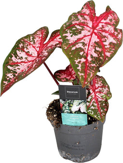 Plant in a Box - Caladium Carolyn Whorton - Tropische kamerplant - Pot 13cm - Hoogte 25-40cm