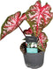 Plant in a Box - Caladium Carolyn Whorton - Tropische kamerplant - Pot 13cm - Hoogte 25-40cm