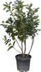 2 stuks! Laurierkers meerstammig 125 cm Prunus laurocerasus 137,5 cm