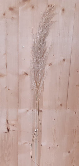 Kerstgroen decoratie pampus pluim tak