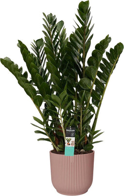 Decorum Zamioculcas in Elho Vibes Fold Rond sierpot (delicaat roze) - Duynplant - Groene plant- Hoogte 90 cm