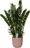 Decorum Zamioculcas in Elho Vibes Fold Rond sierpot (delicaat roze) - Duynplant - Groene plant- Hoogte 90 cm