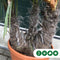 Chinese waaierpalm triple stam | Trachycarpus Fortunei | Bomenbezorgd.nl