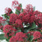 Plant in a Box - Skimmia japonica 'Rubella' - Set van 2 - Pot 15cm - Hoogte 35-45cm