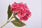 Silk-ka Kunstbloem-Zijden Bloem Hortensia Steel Roze 65 cm