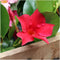 Plants by Frank - Set van 6 Mandevilla Rood Planten - 6 x Dipladenia Rood in 12 cm pot - Mediterrane Planten - Vers uit de Kwekerij geleverd - Klimplanten