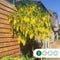 Gouden regen | Laburnum watereri 'Vossi' 4-8 cm | Bomenbezorgd.nl