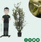 Steeneik solitair | Quercus ilex 175-200 hoog| Bomenbezorgd.nl