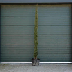 Italiaanse cipresboom 300 cm Cupressus semp. Pyramidalis 325 cm