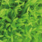 Easy grow 117 utricul.graminifolia