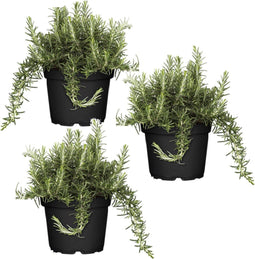 Plant in a Box - Rosmarinus Capri - Set de 3 - Rozemarijn winterharde vaste plant - Rosemary plant - Pot 13cm - Hoogte 20-30cm