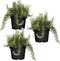 Plant in a Box - Rosmarinus Capri - Set de 3 - Rozemarijn winterharde vaste plant - Rosemary plant - Pot 13cm - Hoogte 20-30cm