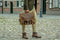Orange Fire Leren Aktetas 15.6 inch Rat Pack 2-Vaks OF 556/15 Bruin