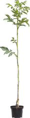 Walnotenboom 'Bella Maria' | Juglans r. 'Bella Maria' 2-4 cm | Bomenbezorgd.nl