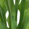 Nova nature - PSO Parrot tulip bundle Sally red combo 51 cm kunstbloem