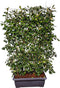 Photinia Fraseri 'Red Robin' - Glansmispel - Kant-en-Klaar Haag - 120 x 180 cm