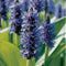 Moerings - Snoekkruid blauw Pontederia cordata P9
