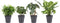 Combibox hippe kamerplanten in Anna Grey- keramiek – ↨ 25cm – ⌀ 12cm