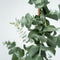 Plant in a Box - Eucalyptus cinerea 'Silver Dollar' - Winterharde Eucalyptus - Pot 19cm - Hoogte 90-110cm